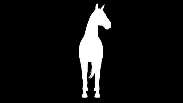 White silhouette of a walking horse. Alpha channel. 4K.