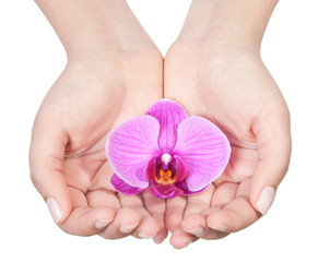 Beautiful hand with perfect nail pink manicure and purple orchid flower. isolated on white background
