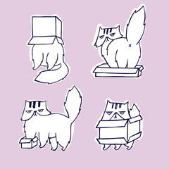 Funny, angry cat in box set.