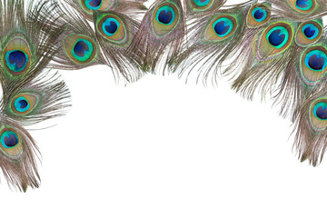 Obraz premium Composition with bright peacock feathers on the white horizontalbackground, lying flat, with empty place for your text, top view