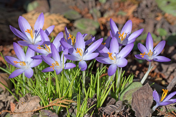 Krokusse, Crocus