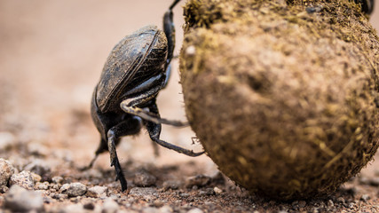 Dung Beetle