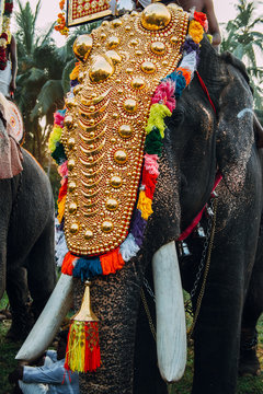 Kerala, India - February, 2016: Decorated elephant in India during Thrissur elephant festival