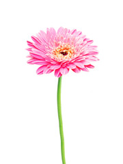 beautiful pink gerbera daisy flower isolated on white