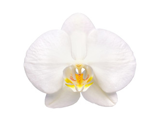 Fototapeta na wymiar Beautiful flower Orchid, white phalaenopsis isolated on white background