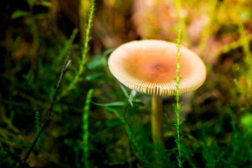 Macro shot of a mushroom in the forest

