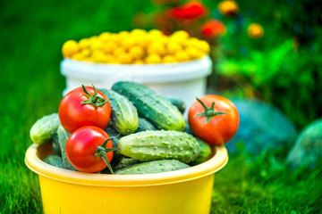 Big autumn harvest. Shot of bucket of freshly picked ripe red tomatoes, cucumbers and small yellow plums in the middle of a garden in early autumn

