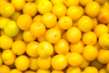 A shot of a bucket of freshly picked ripe yellow, small plums in the middle of a garden in late summer

