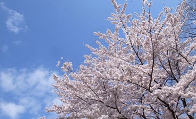 桜