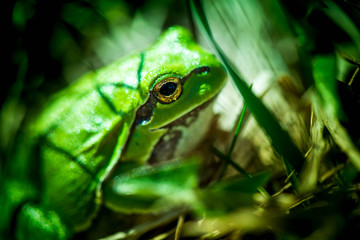 Macro shot of a European tree frog, hiding in the grass.

