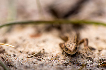 Macro shot of a lizard

