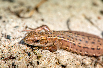 Macro shot of a lizard

