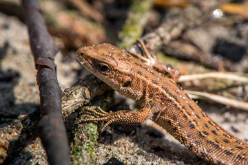 Macro shot of a lizard

