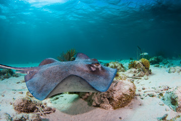 A southern ray cruises through the warm shallow water in the north sound in grand cayman. Stingray...