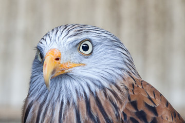 Red KIte