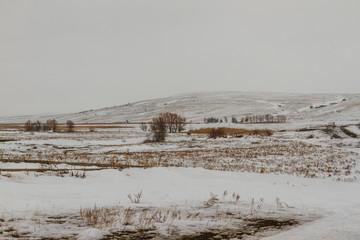dry plants in the snow
