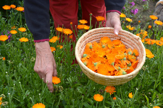 Senior Woman Hands Picking  Fresh Marigold Calendula Medical Flowers