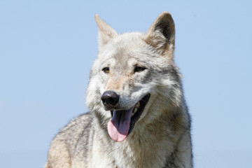 Wolf