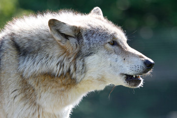 Fototapeta premium Wolf