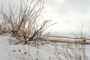 Fototapeta na wymiar dry plants in the snow
