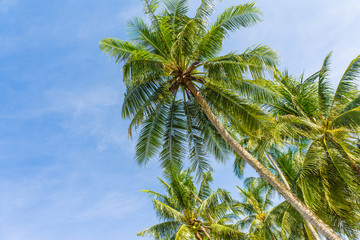 Coconut palm tropical tree against blue sky