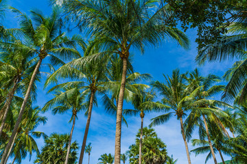 Fototapeta na wymiar Coconut palm tropical tree against blue sky