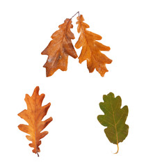 Set dried autumn oak leaves isolated on background