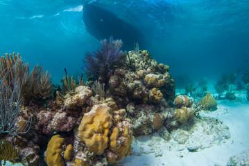 a dive boat floats on the surface of the caribbean sea above a tropical coral reef. The warm water is shallow and is the environment forlots of wildlife to live in
