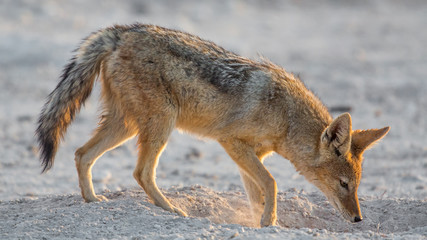 Obraz premium Black-backed jackal searching for food (Canis mesomelas), Etosha National Park, Namibia