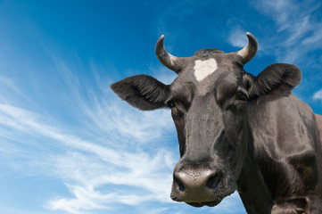 Black cow against blue sky background