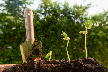 Little seedling grow up