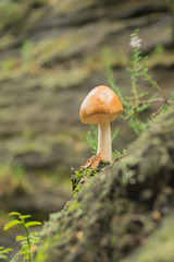 Sandstone rocks, Tisa, Czech Republic