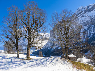 Winterlandschaft  in Grindelwald bei Sonnenaufgang, hinten das Mittelhorn und Wetterhorn,...