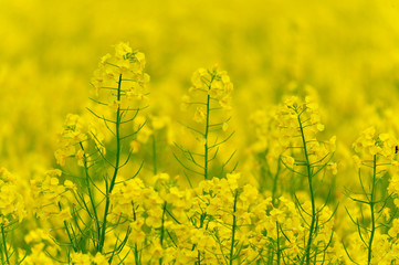 Obraz premium 菜の花