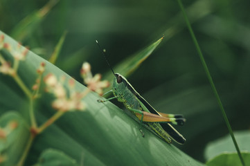 A bright green grasshopper