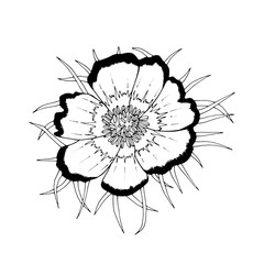 Beautiful violet flower isolated. Hand drawn spring flowers. design greeting card, invitation of the wedding, birthday, Valentine's Day, earth day, spring day, mother's day