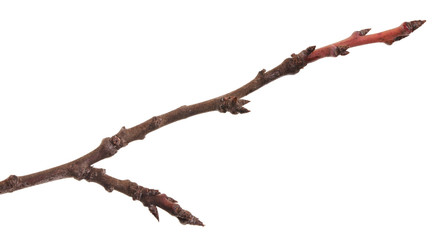 tree branch with buds unblown. Isolated on white background