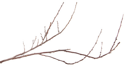 dry thin branches of the tree. isolated on white background