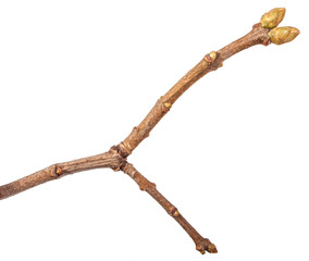 lilac bush branch with buds unblown. Isolated on white background