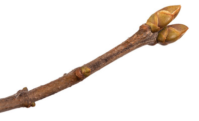 lilac bush branch with buds unblown. Isolated on white background