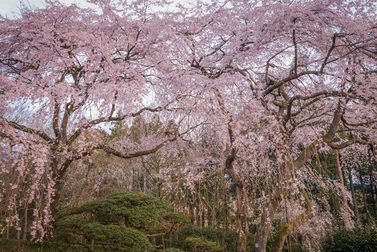Large Weeping Cherry Tree in spring,Japan