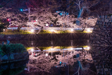 Cherry Blossoms at night in Matsumoto,Japan