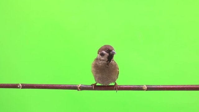 sparrow  isolations on a green  screen