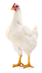 White hen isolated.
