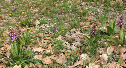 belles orchies sauvages
