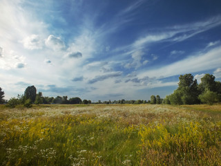 Summer meadow