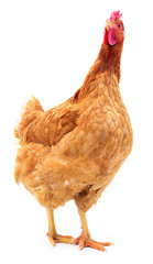 Brown hen isolated.
