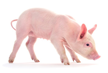 Pig on white.