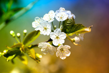 Spring time, animals, nature is awakening, birds are singing, flowers are starting to bloom. Fresh, aromatic air. Bees seeking nectar. Perfect time for outdoor activities, picnic, walks, gardening