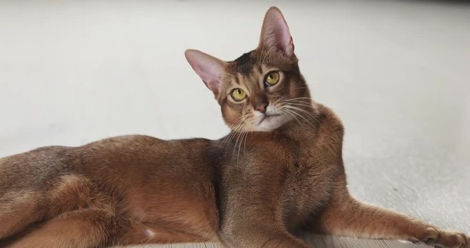 Slow motion of abyssinian cat lying on the floor looking to camera, 4k 60fps prores footage